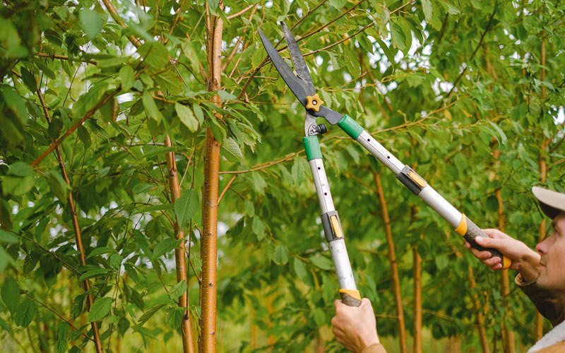 Tree trimming crew working in Hawaii