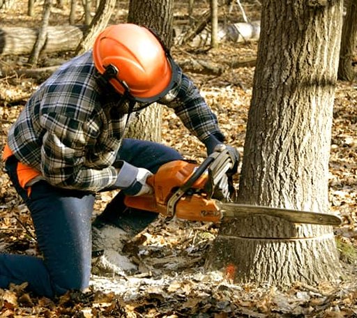 Arborist assessing tree health in Hawaii